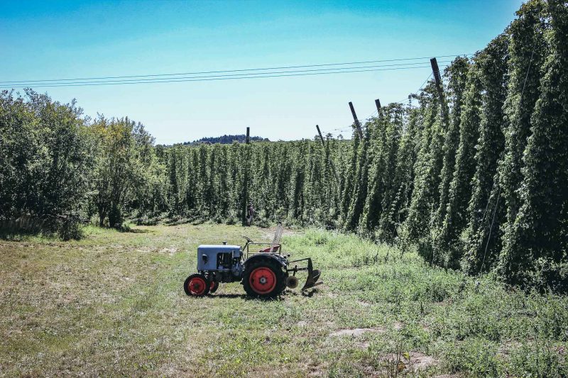 Hopfenzupfen wie zu Großmutters Zeiten, Mitterstetten