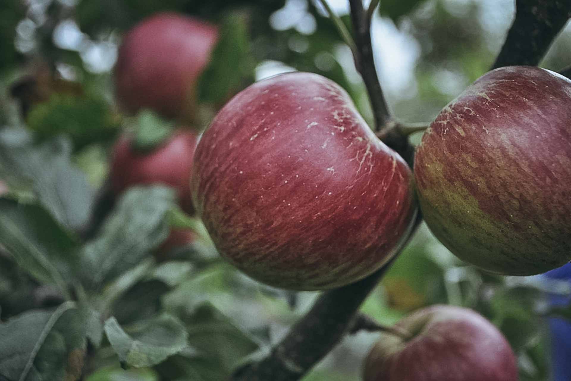 apfel makro2015