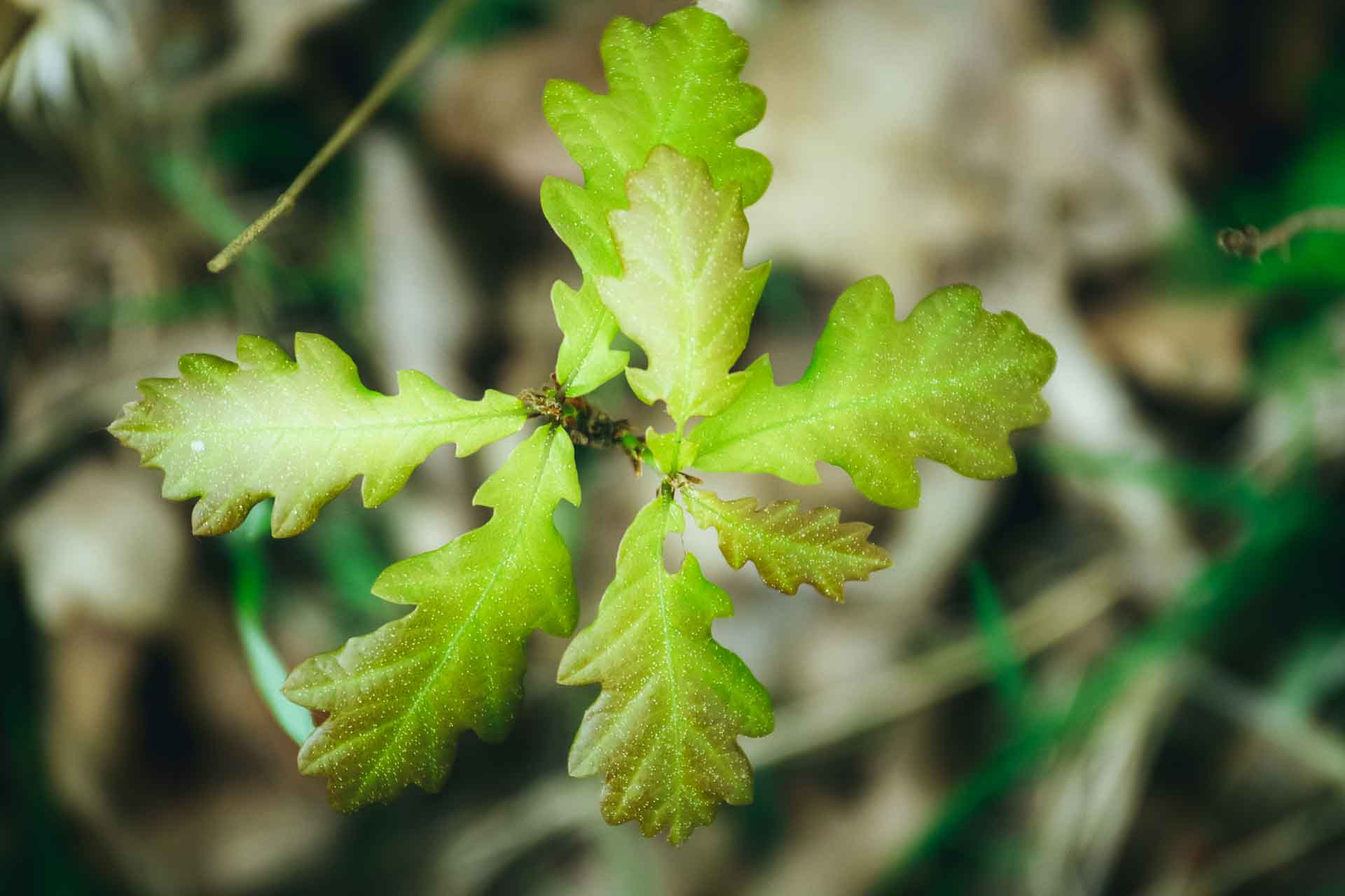 IMGP1511_E-22020