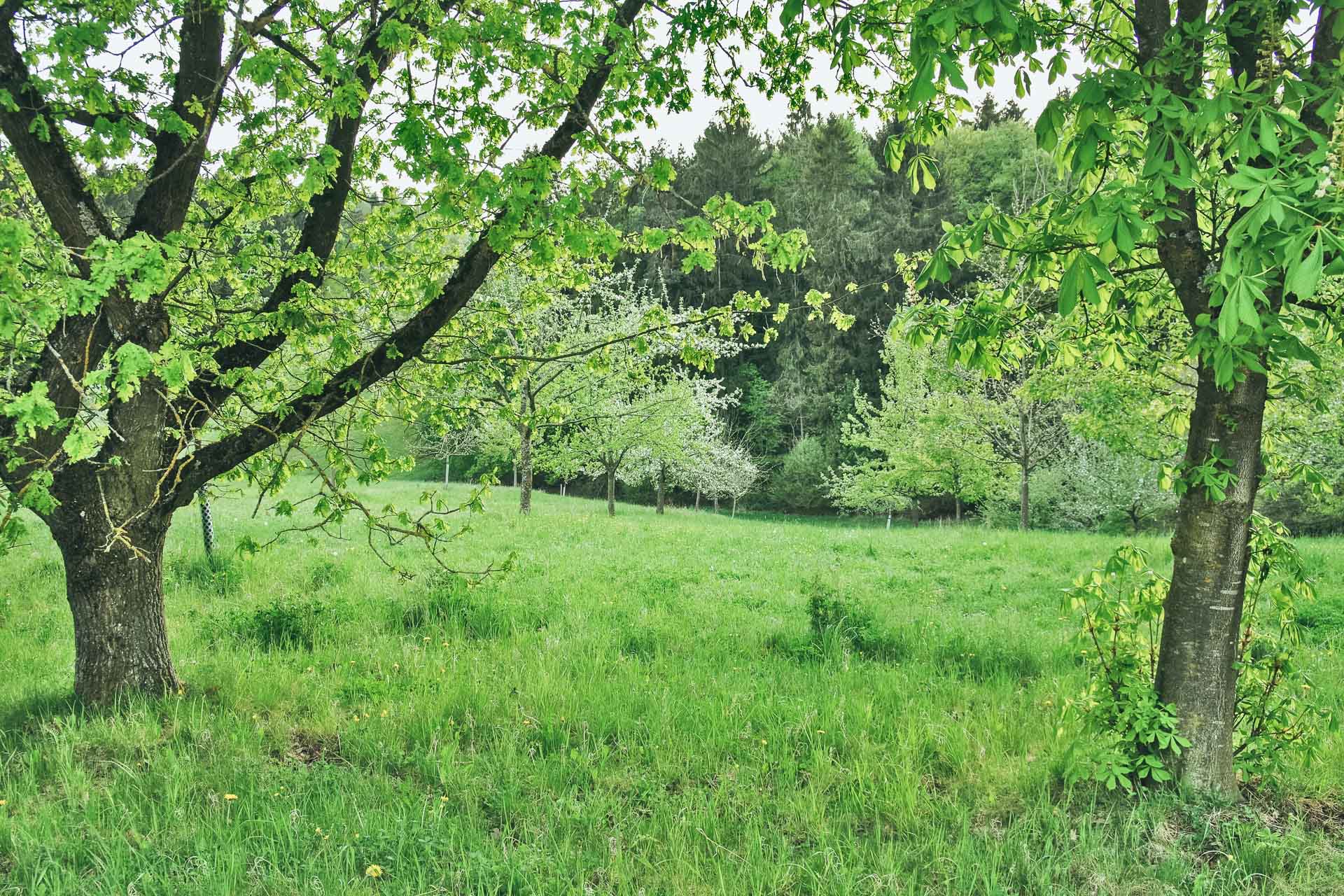 IMGP1517_E-22020