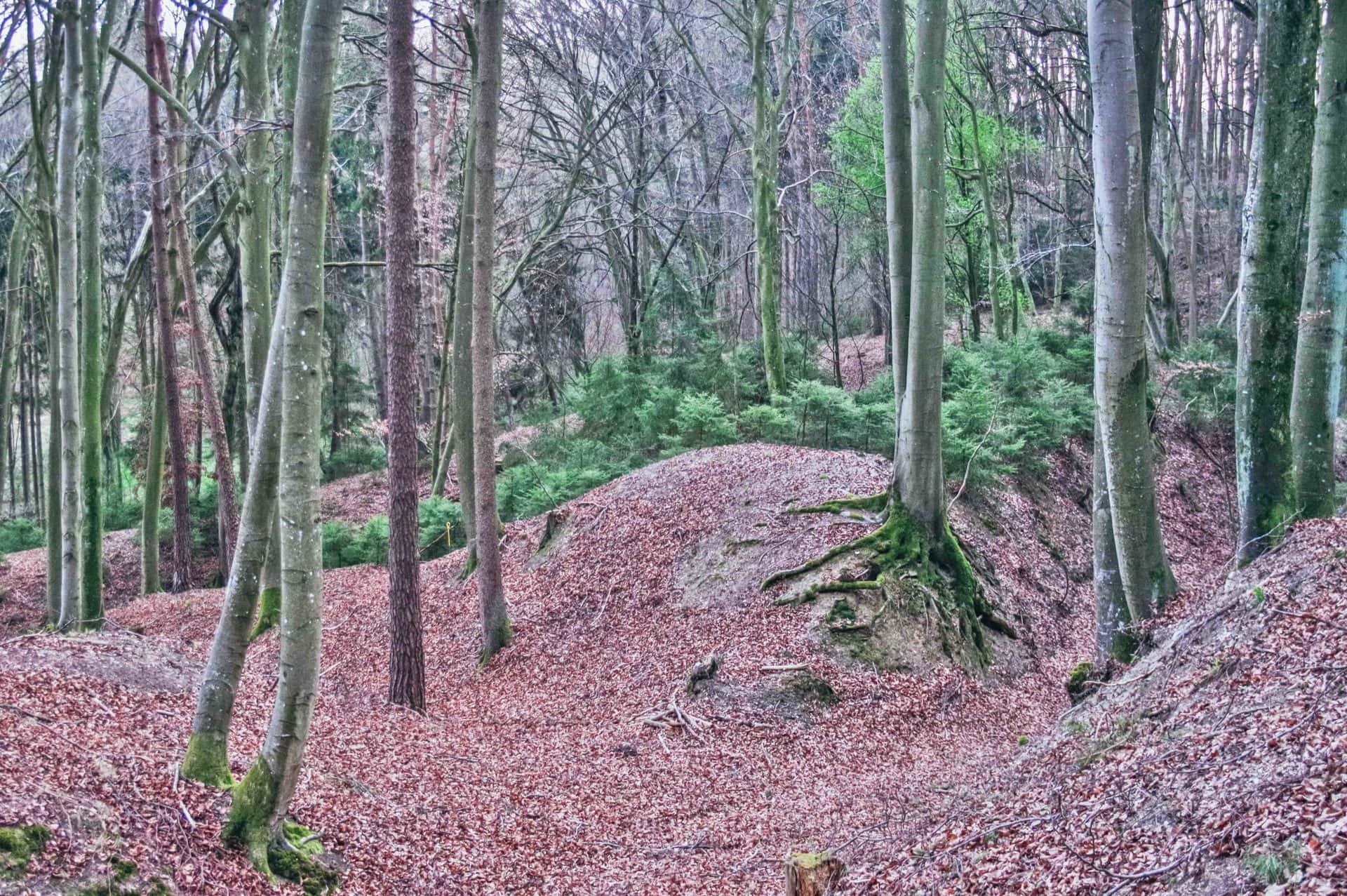 waldlandschaft2020