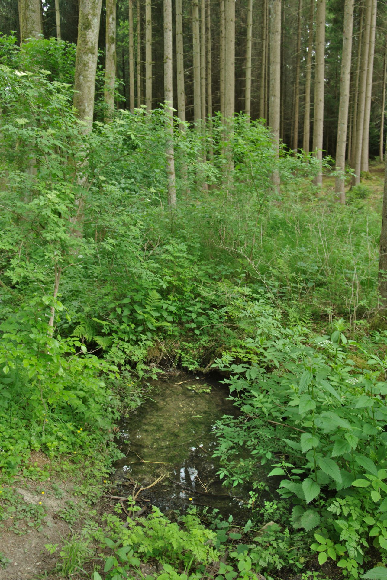12 Gewässer im Hornauwald