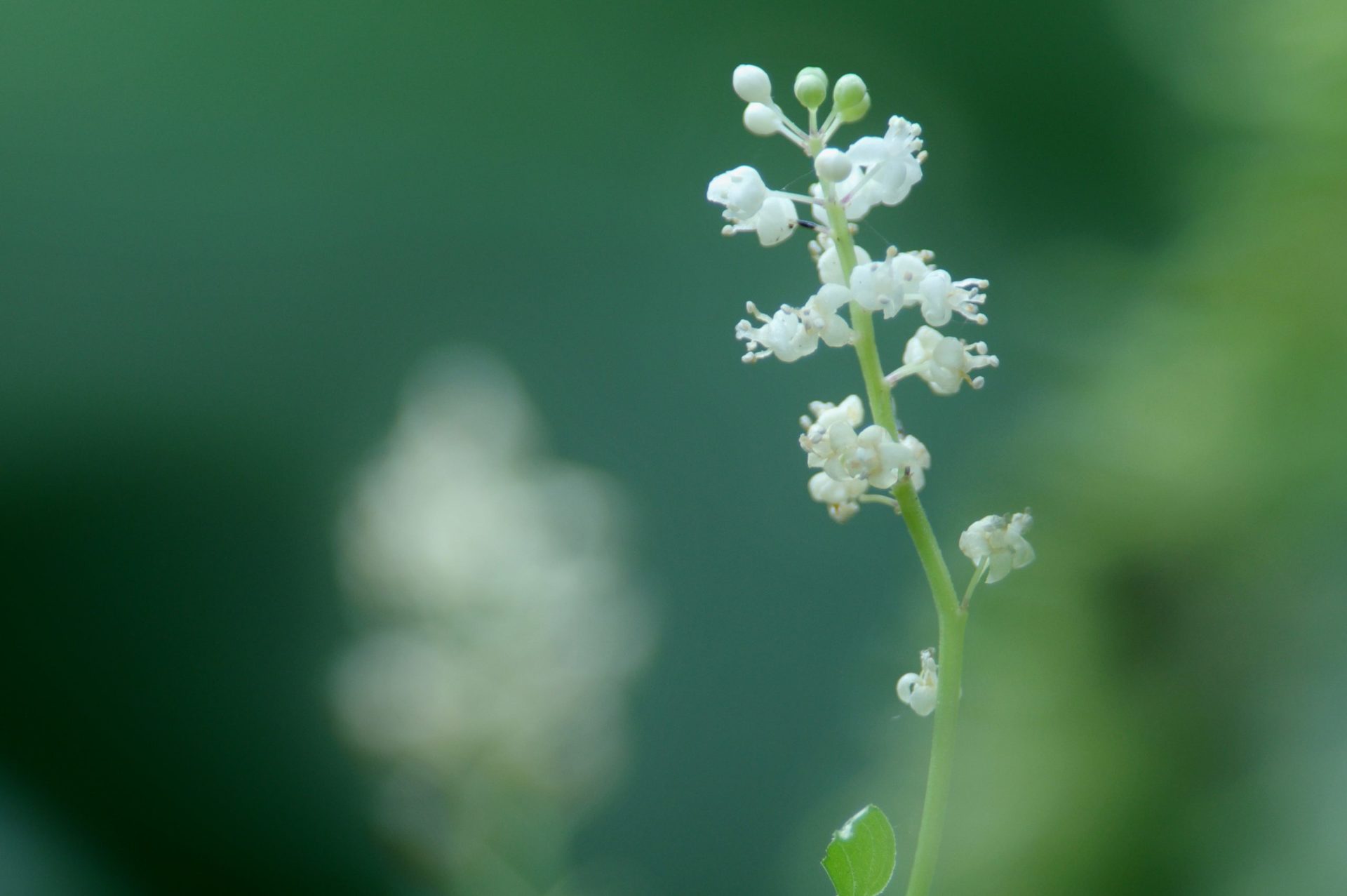 14 Schattenblume